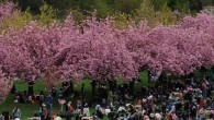 April 30-May 1 During this year’s Sakura Matsuri the cherry blossoms were in full bloom.  The event itself was scaled back a little on the pop culture side.  There were...